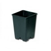 vaso