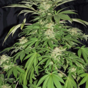 lemon zkittlezzzz
