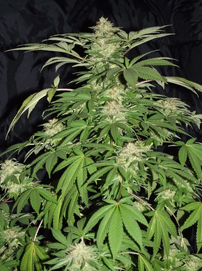 lemon zkittlezzzz