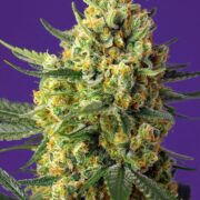 crystal-candy-xl-autoo
