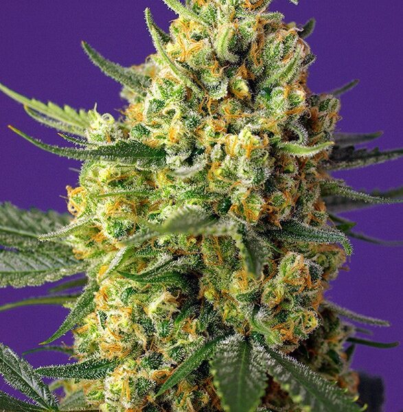 crystal-candy-xl-autoo