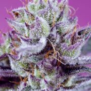 diablos-delight-xl-auto0