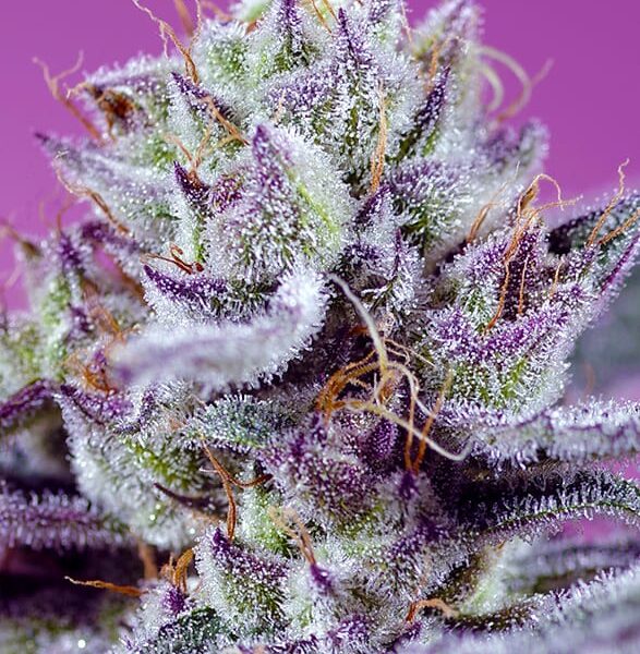diablos-delight-xl-auto0