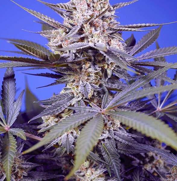 pineapple-slush-xl-autoo