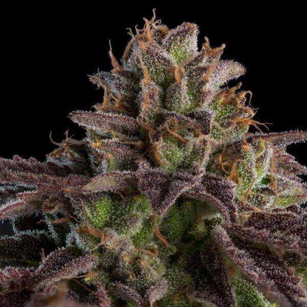 kmintz-auto-feminized-cannabis-seeds