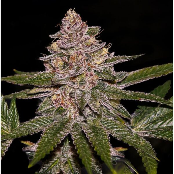 radical-juice-feminized-cannabis-seeds