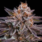 ripper-seeds-kmintz~Img_Principale_52433