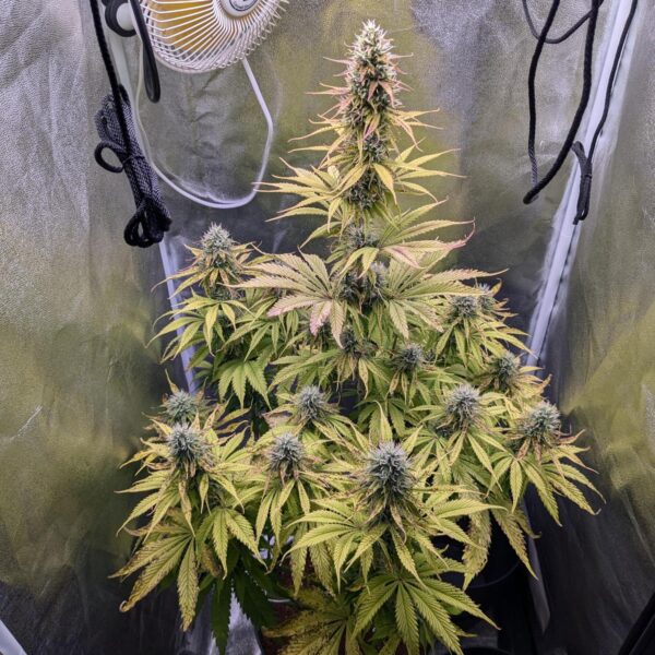 zombie kush auto