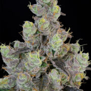 BLUE-CHIESEL