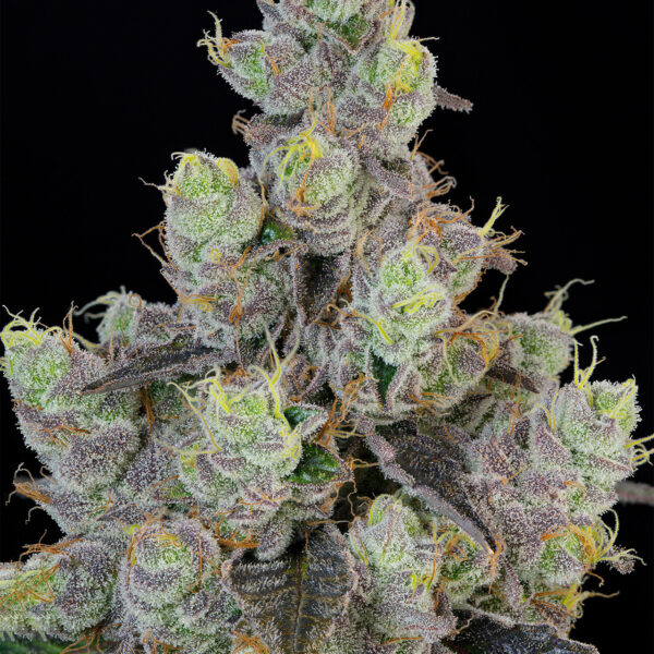 BLUE-CHIESEL