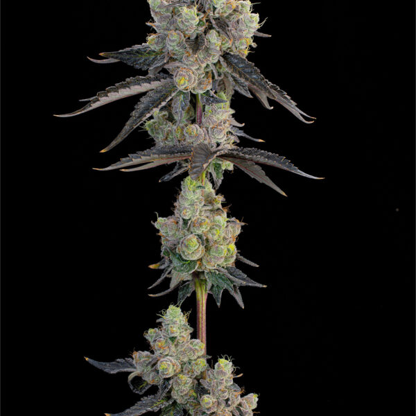 BLUE-CHIESEL2